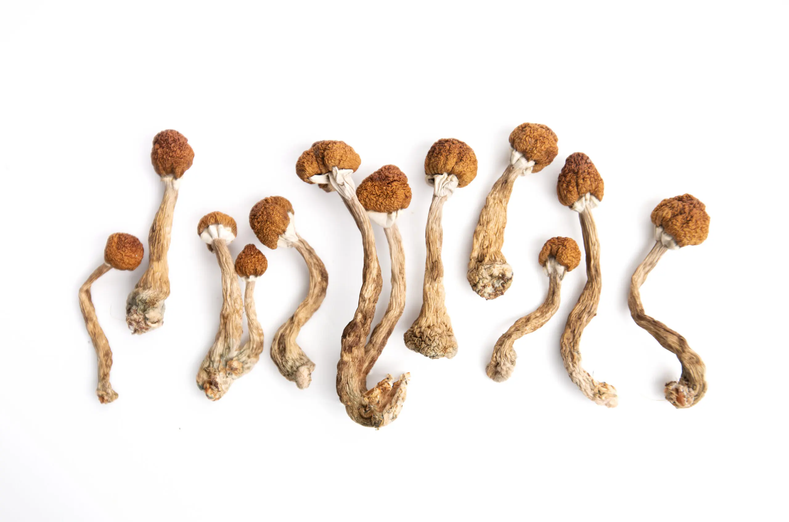 Looking to buy Golden Mammoth Magic Mushrooms online? You’ve come to the right place. At BestDMTShopOnline.com, we offer high-quality, organically cultivated Golden Mammoth mushrooms