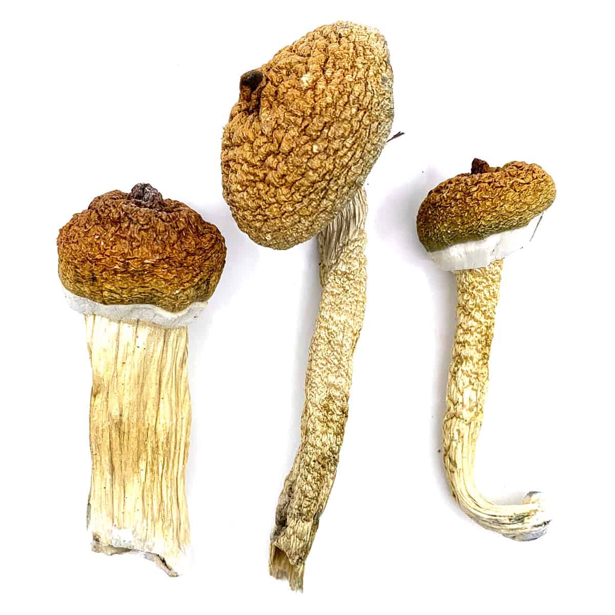 Blue Meanie strain dried botanical specimens displaying slender stalks and distinct blue tinted highlights