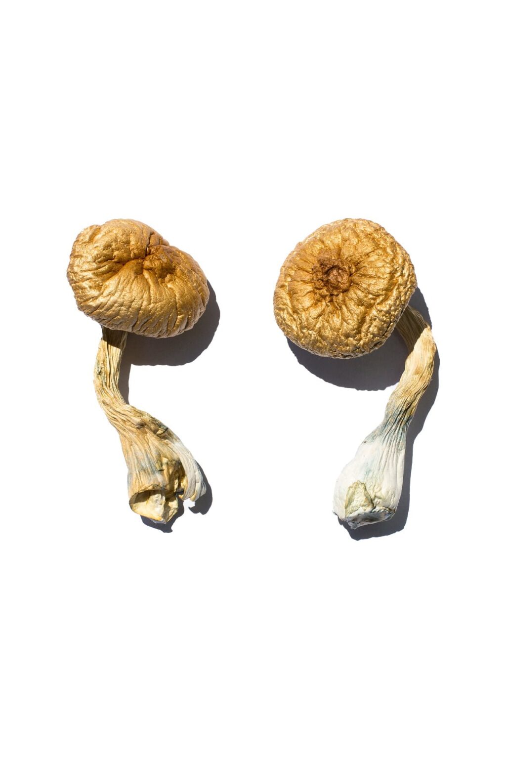 Cambodian Gold strain dried botanical specimens displaying slender stalks and golden brown caps