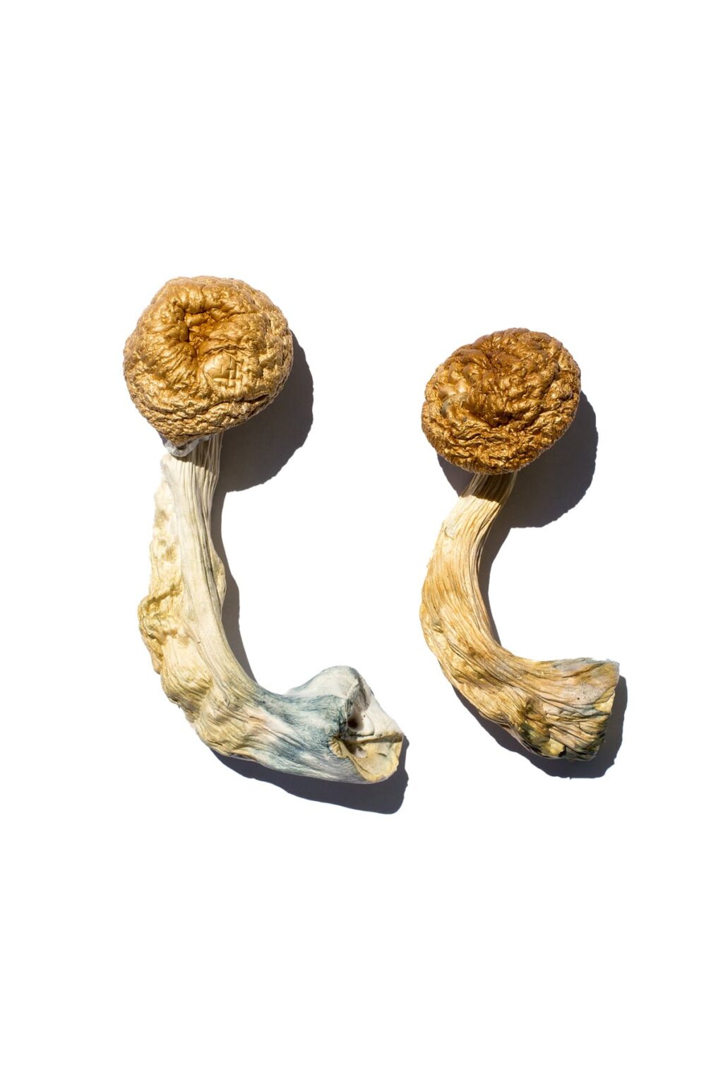 broad distinct golden cap structure on a Cambodian Gold fungal specimen