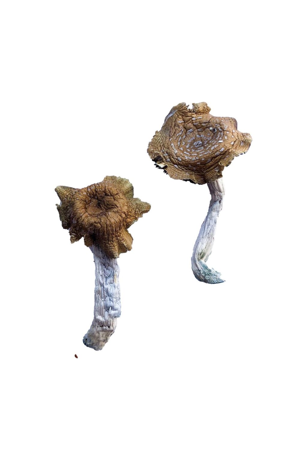 Close up view of the dense ivory white cap structure on a Florida White fungal specimen