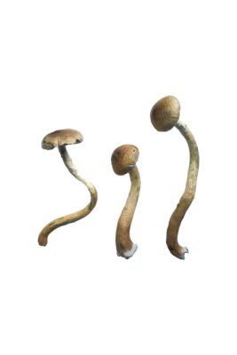 Golden Teacher Special strain dried botanical specimens displaying slender stalks and caramel caps