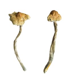 Huautla strain dried botanical specimens displaying distinctive slender stalks and brown caps