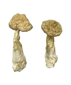 dense ivory white cap structure on a Leucistic Burma fungal specimen
