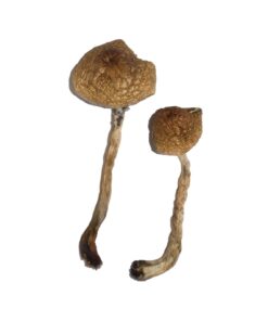 Malabar strain dried botanical specimens displaying slender stalks and distinct flat tan caps