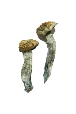 McKennaii strain dried botanical specimens displaying thick stalks and dark brown caps