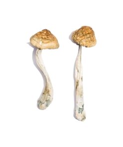 Melmac Homestead Penis Envy strain dried botanical specimens displaying characteristically thick gnarled stalks