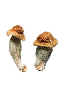 Melmac Homestead Penis Envy strain dried botanical specimens displaying characteristically thick gnarled stalks