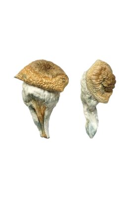 Mystery Fatass strain dried botanical specimens displaying characteristically thick dense stalks