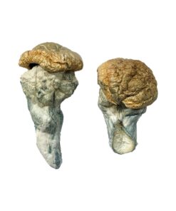 broad round cap structure on a Mystery Fatass fungal specimen