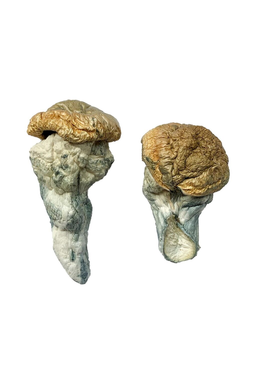 broad round cap structure on a Mystery Fatass fungal specimen