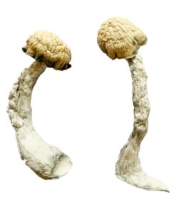 premium Trinity strain dried fungal specimens