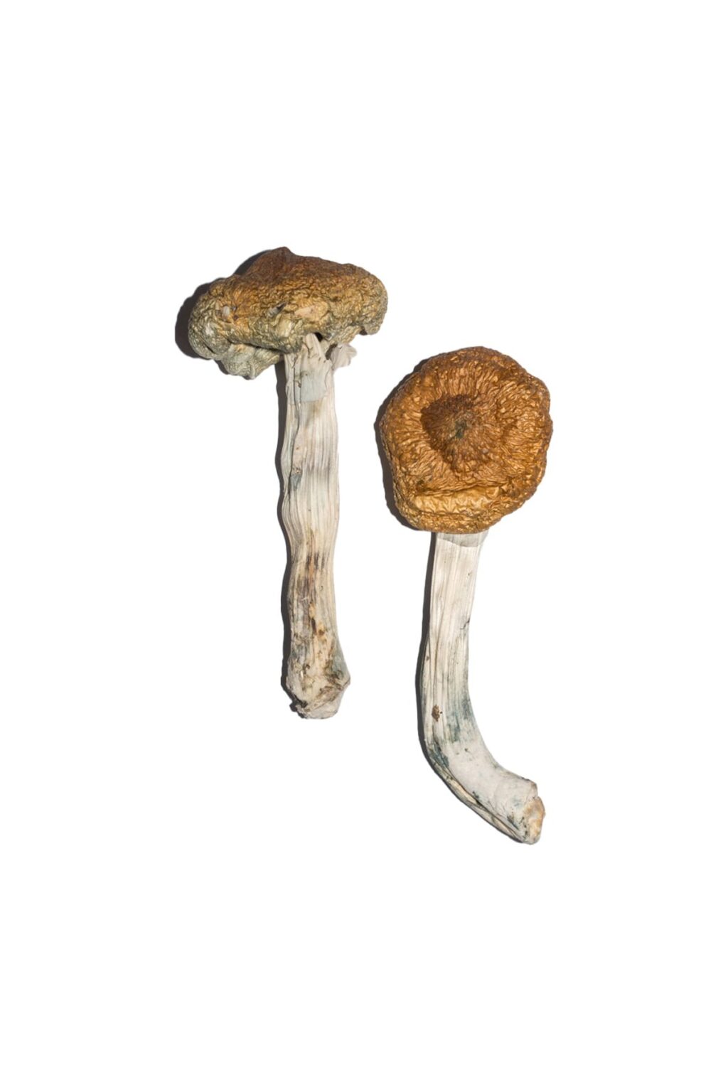 Vietnamese strain dried botanical specimens displaying slender stalks and distinct tan caps