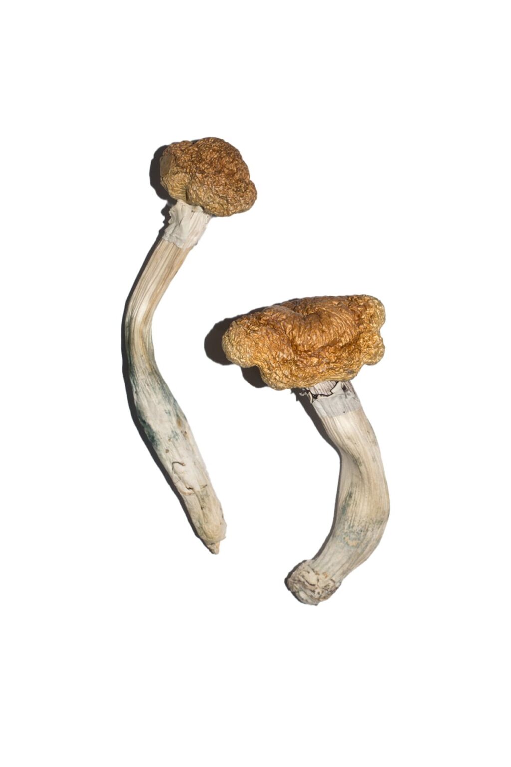 dense golden brown cap structure on a Vietnamese fungal specimen