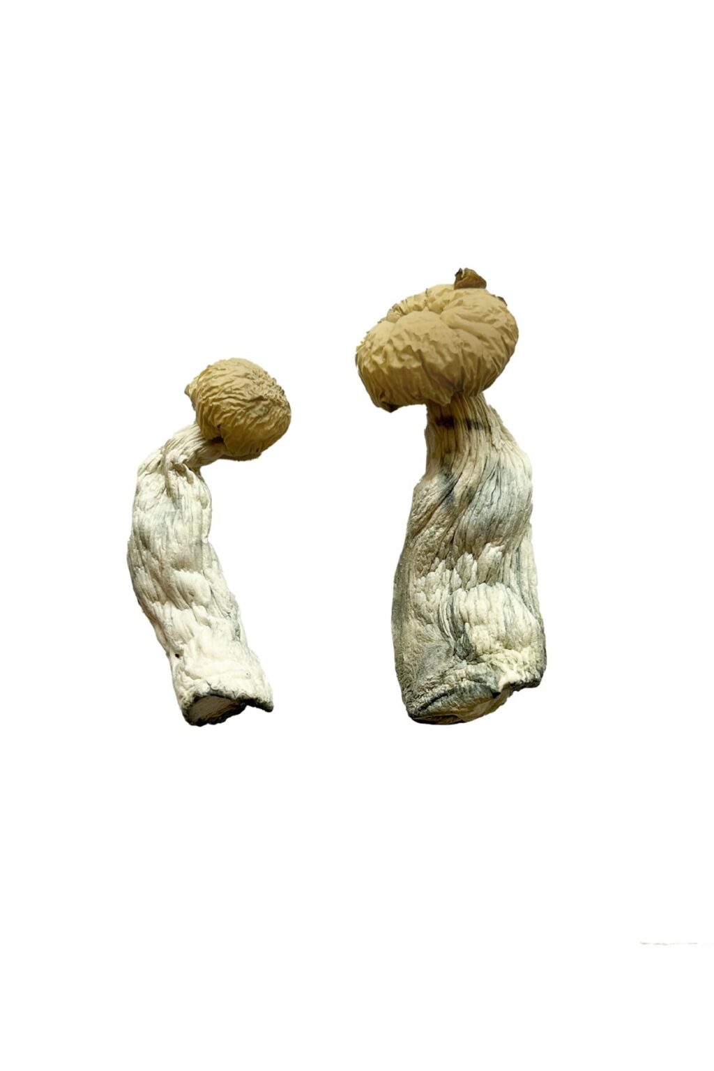 Yeti strain dried albino fungal specimens displaying thick ivory stalks and pale caps