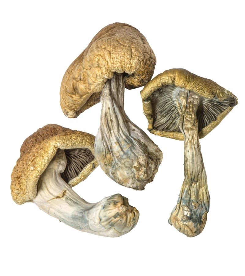 Cambodian strain dried botanical specimens displaying slender stalks and distinct tan caps