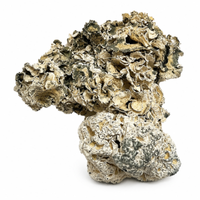 Enigma strain dried dense fungal cultures displaying a unique coral like growth structure
