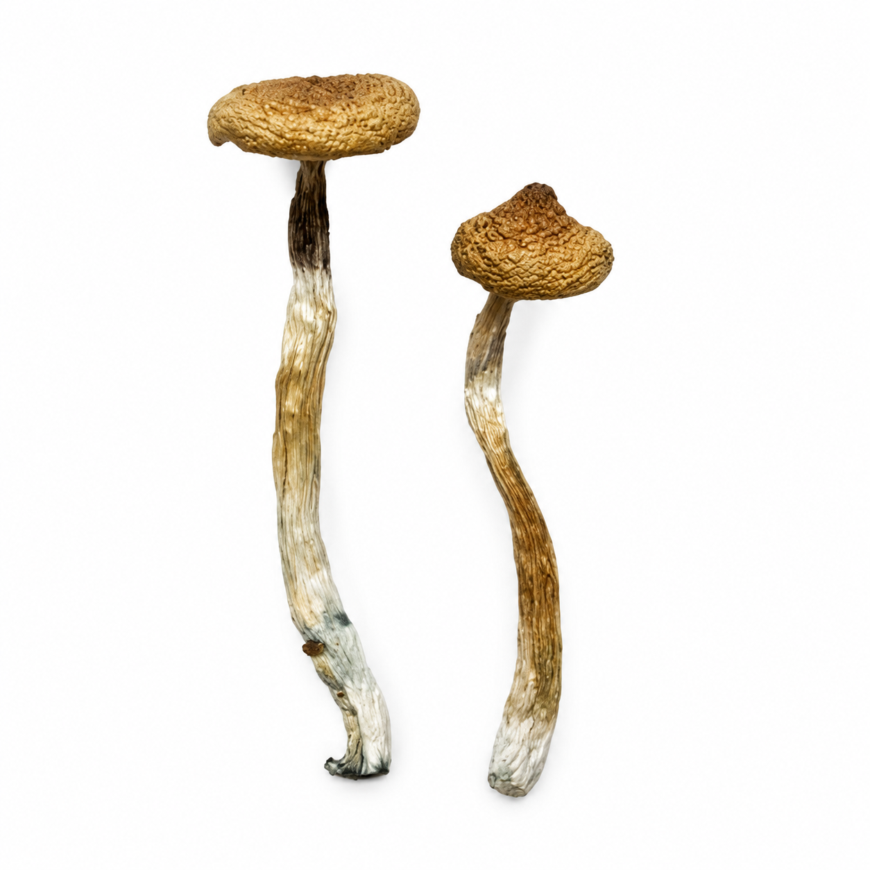 Escondido strain dried botanical specimens displaying slender stalks and distinct tan caps