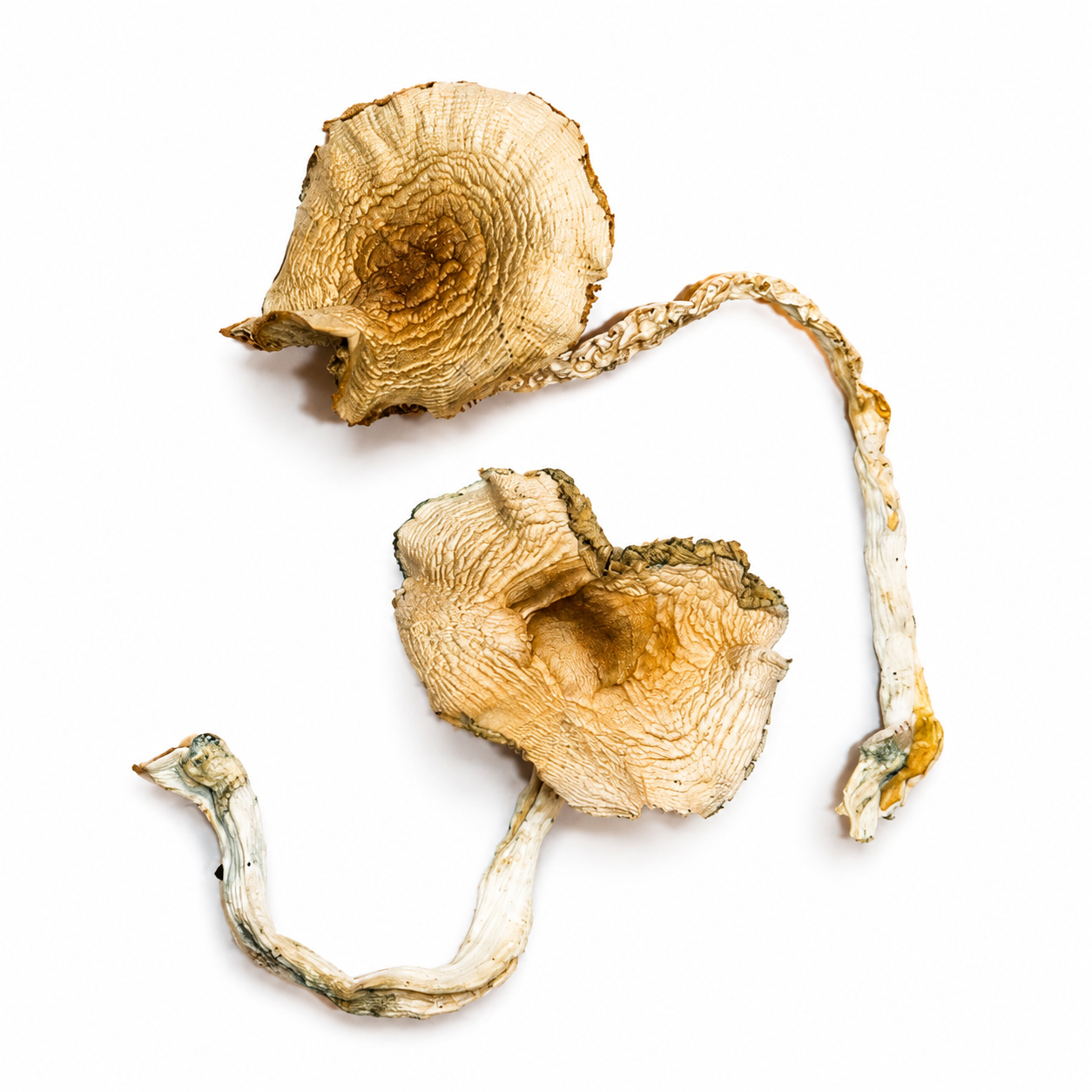 Golden Teachers strain dried botanical specimens displaying slender stalks and caramel caps