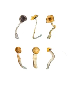 curated premium sampler kit displaying a multi strain selection of dried botanical specimens