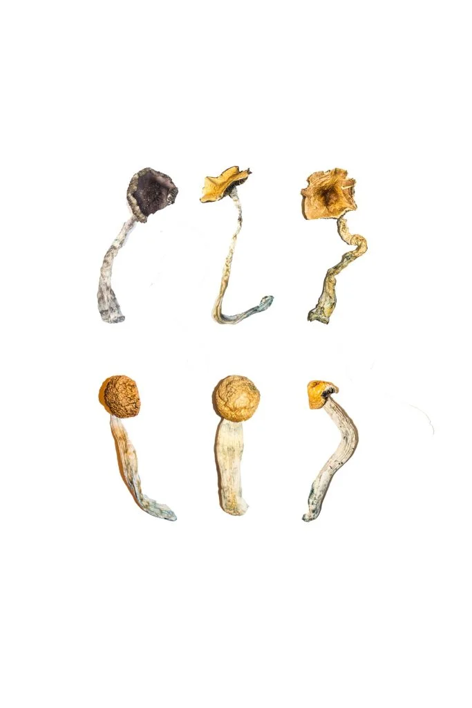 curated premium sampler kit displaying a multi strain selection of dried botanical specimens
